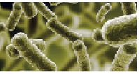 blob.png