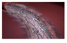 blob.png