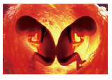 blob.png