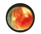 blob.png